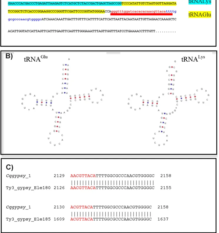 Figure 3. Organization of the LTR-PBS region of cqgypsy_1 . A) The tRNA sequences inserted into the 59LTR of the cqgypsy_1 element