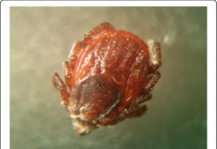 Figure 1 Unfed female of Rhipicephalus sanguineus s.l. at 3 days post infection with Beauveria bassiana.