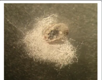 Figure 4 Mycelium without conidiophores of Beauveria bassiana on an engorged nymph of Rhipicephalus sanguineus s.l