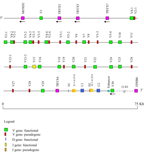Fig. 8. Schematic representation of the genomic organization of the dog TRB locus as deduced from the genome assembly Build 2.1 (gaps excluded) and this work