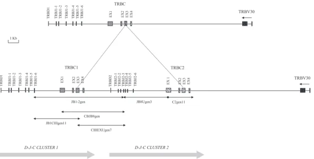 Fig. 2. Schematic map of the D–J–C region of the dog TRB locus. Boxes indicate the positions of the TRB genes identiﬁed within the region, with the cluster names indicated below