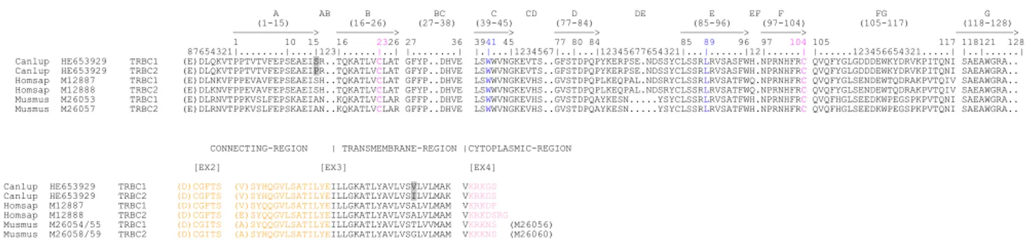 Fig. 4. Nucleotide and deduced amino acid sequences of the dog TRBJ (a) and TRBD (b) genes