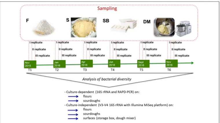 FIGURE 1 | Schematic representation of experimental plan showing the time of sampling (T1, T2, T3, T4, T5, T6), the samples collected (F, flour, S, sourdough, SB, storage box, DM, dough mixer) and the analyses performed on the different samples.