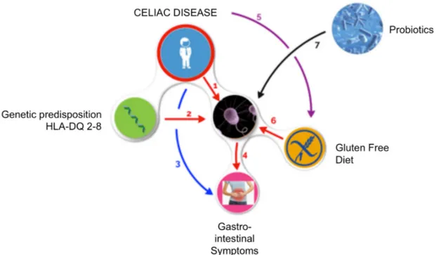 Figure 1. Mechanism of action of probiotics in controlling GI symptoms in celiac patients
