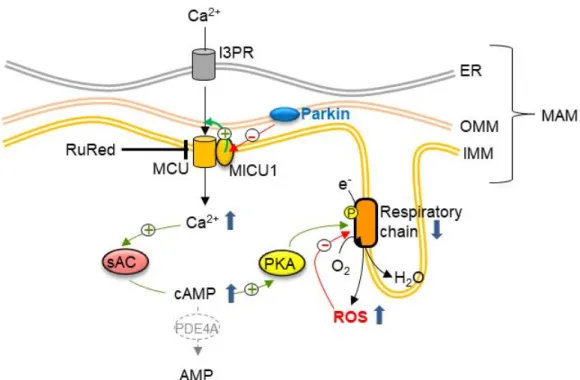 Figure 9. Drawing of the deregulation of sAC-dependent cAMP and Ca 2+  homeostasis in parkin- parkin-mutant fibroblasts