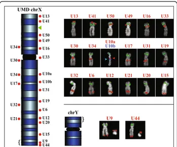 Figure 4 FISH results of the sampled ChrUn scaffolds mapped in UMD to chrX. Red dots close to the chrX ideogram graphically show the bioinformatics position of 21 BACs specific for the Btau unassigned scaffolds, according to the UMD (Additional Files 8 and