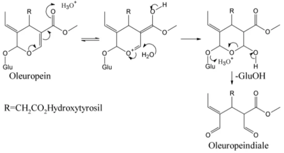 Figure 6. Acid-catalyzed hydrolysis of oleuropein.