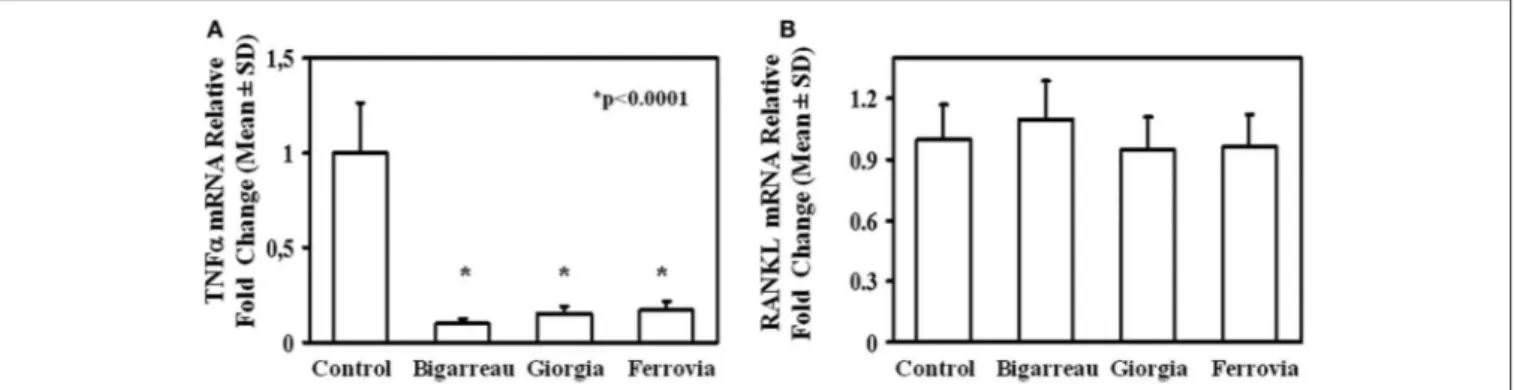 FIGURE 5 | RANKL and TNFα expression in lymphomonocytes from obese subjects. Twenty-four hours treatment of PBMCs from obese subjects with 100 µg/ml polyphenol extracts from Giorgia, Bigarreau, and Ferrovia resulted in a significant reduction of the mRNA l