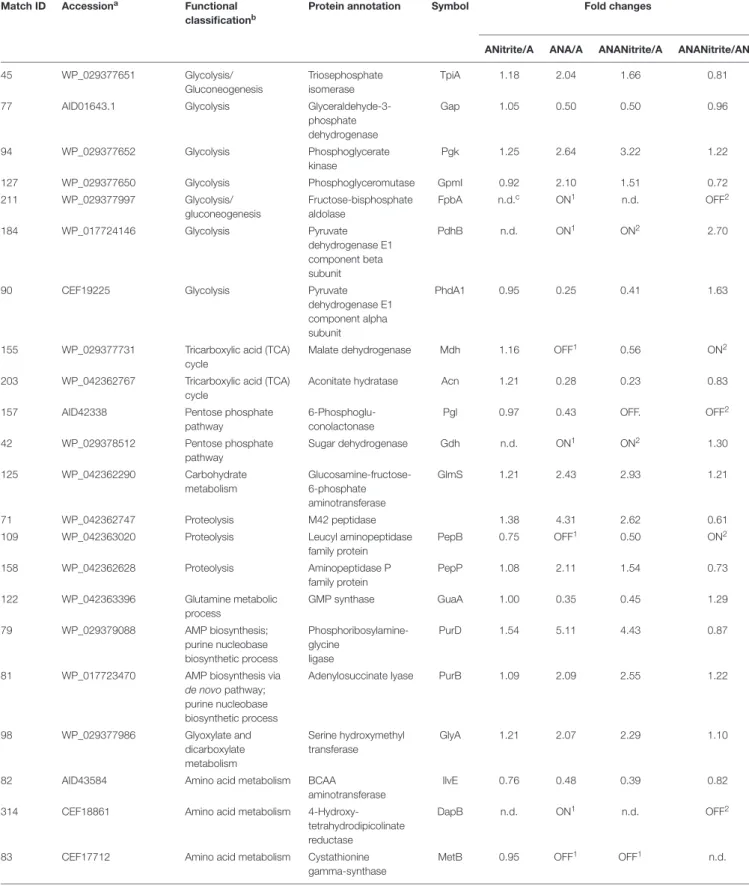 TABLE 2 | Fold changes of Staphylococcus xylosus DSM 20266T proteins synthesized under the different experimental conditions (ANitrite/A, aerobiosis with nitrite/aerobiosis; ANA/A, anaerobiosis/aerobiosis; ANANitrite/A, anaerobiosis with nitrite/aerobiosis