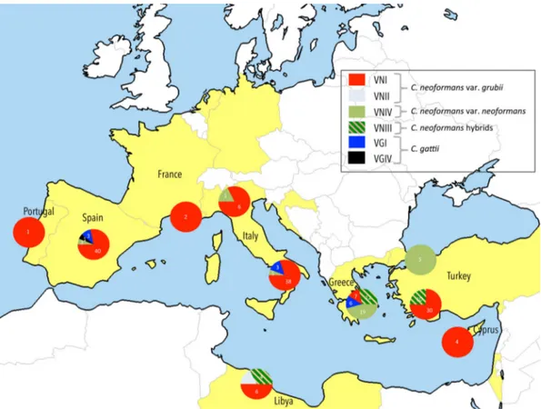Figure 3. Distribution and prevalence of C. neoformans and C. gattii molecular types around the Mediterranean basin