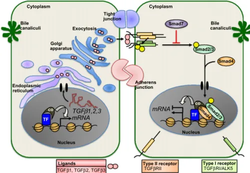 Figure 1 TGFb signalling. Two adjacent hepatocytes are shown; their bile canaliculi, tight and adherens junctions are highlighted