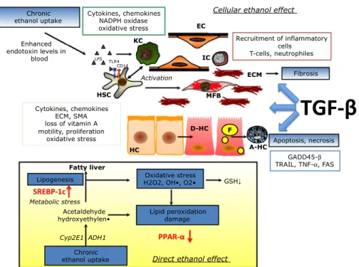 Figure 2 Mechanisms of alcohol-mediated progressive liver damage . Chronic alcohol consumption damages the liver from two angles