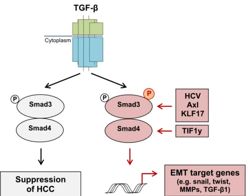 Figure 3 Role of TGF-b on the EMT in HCC. TGF-b/Smad signalling switches from anti-oncogenic functions (left panel) to EMT and HCC progression (right panel)