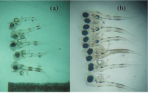 Figure 2. Red drum larvae at: 1 (a) and 3 (b) days after hatching.