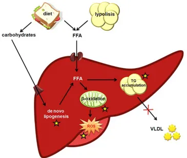 Figure 1 shows the main pathways involved in hepatic lipid metabolism; a perturbed balance between lipid synthesis (de novo lipogenesis and triglyceride synthesis) and lipid clearance (b-oxidation and VLDL secretion) leads to hepatic steatosis.