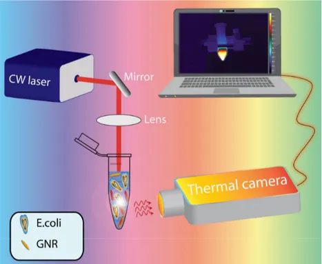 Figure 1. Schematic representation of the thermo-optical setup. 