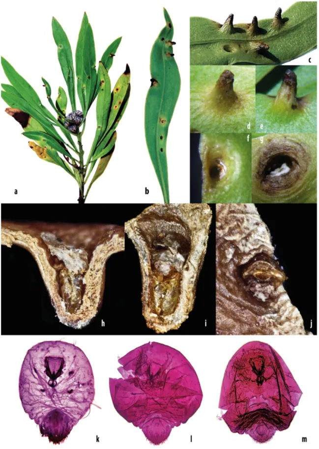 FIGURE 1. a) Twig of Globularia salicina with galled leaves; b) galls of Aspidiotus bornmuelleri Lindinger on upper and  lower leaf surfaces; c) group of A