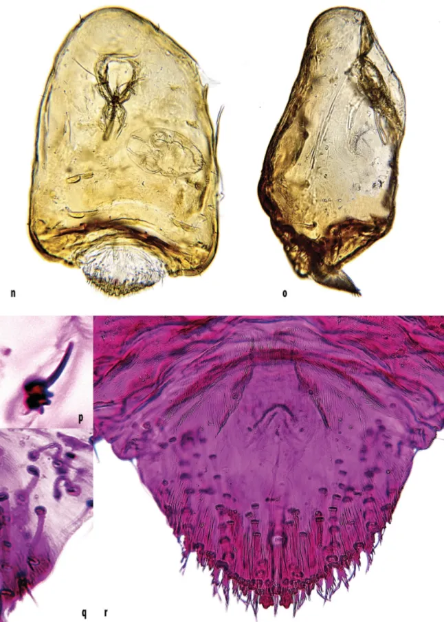 FIGURE 2. n) Reproductive female of Aspidiotus bornmuelleri Lindinger viewed from venter, with an embryo inside its body;  o) body of a reproductive female viewed from the side