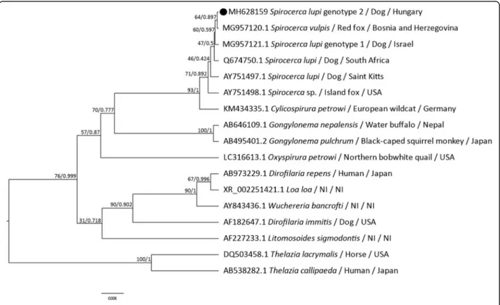 Fig. 1 Phylogenetic trees for Spirocerca spp. based on the 18S gene. Maximum likelihood and Bayesian trees inferred from a 1611 bp sequence of the 18S gene of Spirocerca spp