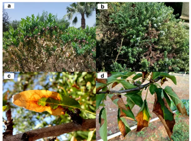 Table 2 Allelic profiles associated with isolates of Xylella fastidiosa obtained from Italy