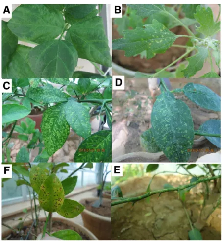 Fig. 2. Symptoms in host plants mechanically inoculated with Iranian citrus ringspot-associated virus