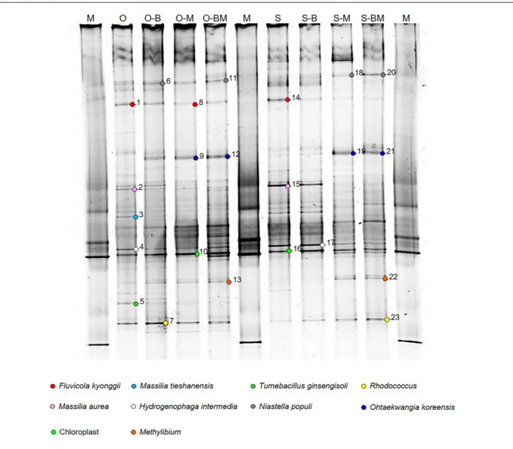 FIGURE 1 | DGGE analysis of endophytic bacterial communities associated with durum wheat (cultivars Odisseo, O, and Saragolla, S) roots inoculated with either Lactobacillus plantarum (O-B, S-B), or Funneliformis mosseae (O-M, S-M), or L