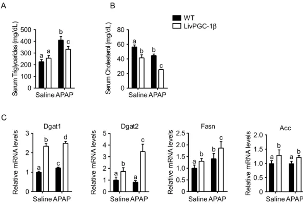 Figure 4.  Hepatic PGC-1β overexpression markedly increases lipogenic genes even under APAP challenge
