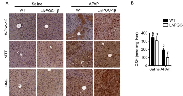 Figure 6.  Hepatic PGC-1β overexpression increases APAP-induced ROS byproducts accumulation