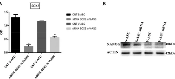 Figure 10.  (A) Analysis of SOX2 silencing after 96 h; (B) Western blot of NANOG with proteins  extracted from S-ASC and V-ASC cells after SOX2 silencing with stealth siRNA vs