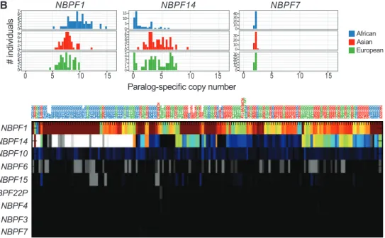Fig. 5. Paralog-specific gene family copy number variation. (A) Paralog-specific copy number estimates of 990 duplicated genes show that most, on average, are diploid within the human species (median psCN = 2 T 0.5), and nearly half show little variation i