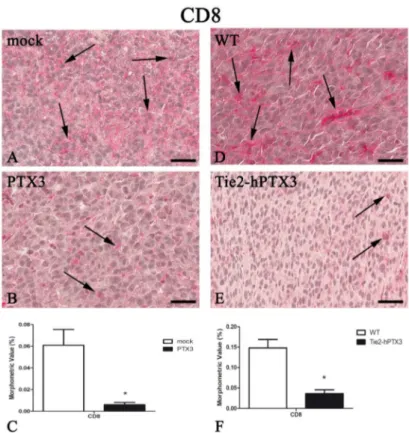 Figure 6. PTX3 overexpression reduces CD8-positive T-lymphocytes infiltrate. CD8 immunohistochemistry and morphometric analysis in mock (A) and PTX3 (B) transfected MC17-51 injected s.c