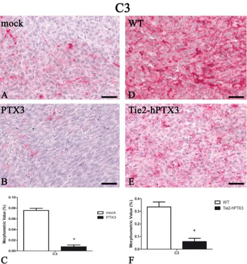 Figure 7. PTX3 overexpression reduces the deposition of the complement C3 component. C3 immunohistochemistry and morphometric analysis in mock (A) and PTX3 (B) transfected MC17-51 injected s.c