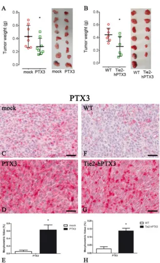 Figure 1. Pentraxin-3 (PTX3_ overexpression reduces tumor growth. Tumors weight (A,B left panel) and representative tumors images (A,B right panel) at the end of the experiment in mock (A) and PTX3 (A) transfected MC17-51 injected subcutaneously (s.c.) in 