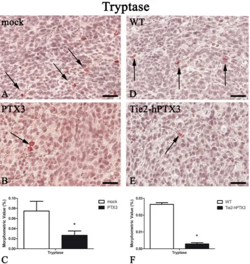 Figure 3. PTX3 overexpression reduces Tryptase-positive mast cells infiltrate. Tryptase immunohistochemistry and morphometric analysis in mock (A) and PTX3 (B) transfected MC17-51 tumor grafts growing s.c