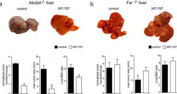 Figure 1.  Prevention of spontaneous hepatocarcinogenesis in Abcb4 −/−  mice by long-term administration 