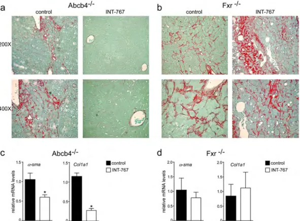 Figure 5.  Prevention of hepatic fibrosis by long-term administration of INT-767. (a) Paraffin-embedded 