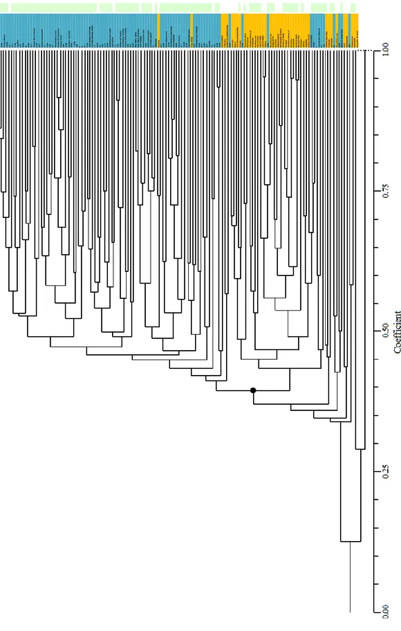Fig.  2.  Phylogenetic  tree  showing  genetic  distances  within  139  fig  genotypes  resulting  from  SSR 