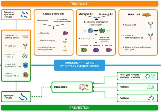 Figure 1. Immunomodulation by dietary interventions. TH2 = T cell helper 2; APC = Antigen 
