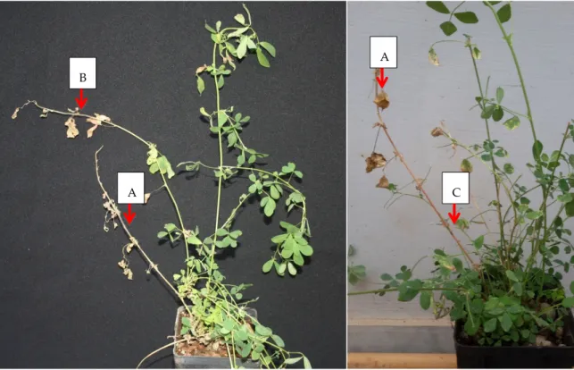 Figure 1. Plants of Medicago sativa inoculated with Xylella fastidiosa strain “De Donno” at four months  post inoculation