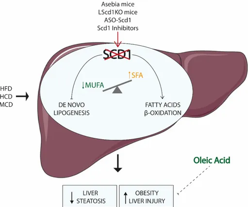 Figure 3. SCD1 inhibition in non-alcholic fatty liver disease (NAFLD). Different methodologies have  been used to suppress the stearoyl CoA desaturase 1 (SCD1) activity in the liver, ranging from tissue  specific mouse model (LSCD1KO) to Asebia mice, homoz