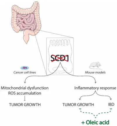 Figure 4. SCD1 inhibition in gut disorders. stearoyl CoA desaturase 1 (SCD1) suppression in intestinal  cells offers a divergent scenario