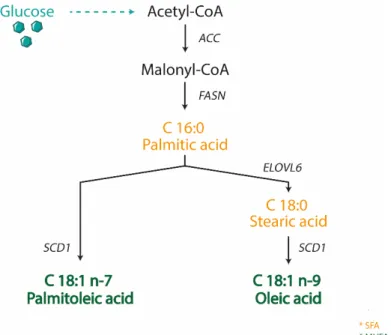 Figure 1. Scheme representing the biosynthesis of MUFA in animals. Stearoyl CoA Desaturase 1  (SCD1) catalyzes the rate-limiting step for the conversion of saturated fatty acid (SFA) into  monounsaturated ones (MUFA)