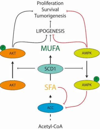 Figure 2. A theoretical model of metabolic control of lipogenesis by SCD1 in cancer cells