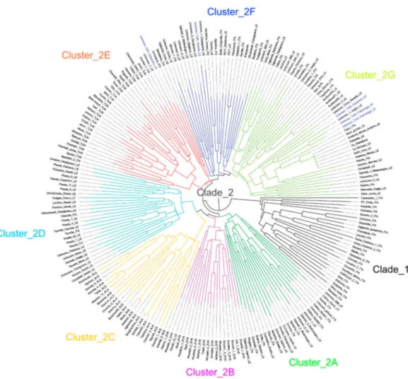 Figure 5. A dendrogram generated by neighbor-joining clustering, illustrating phylogenetic relationships among 218 olive accessions assessed using the SSR markers