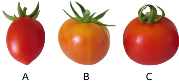 Table 2. Main effects of genotype and harvest time on color parameters (L * , a * , b * , h° and C) of tomato 