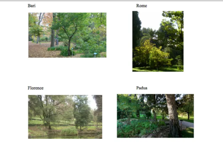 FIGURE 1 | Sample images of the selected botanical gardens in Bari, Rome, Florence, and Padua.