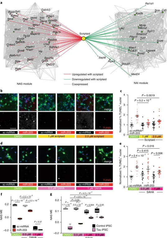 Fig. 6 | Small-molecule inhibition of miR-203-induced cell death in vitro. a, Coexpression-based network plot of scriptaid targets from the CMAP  database with genes in the NAS and NAI modules