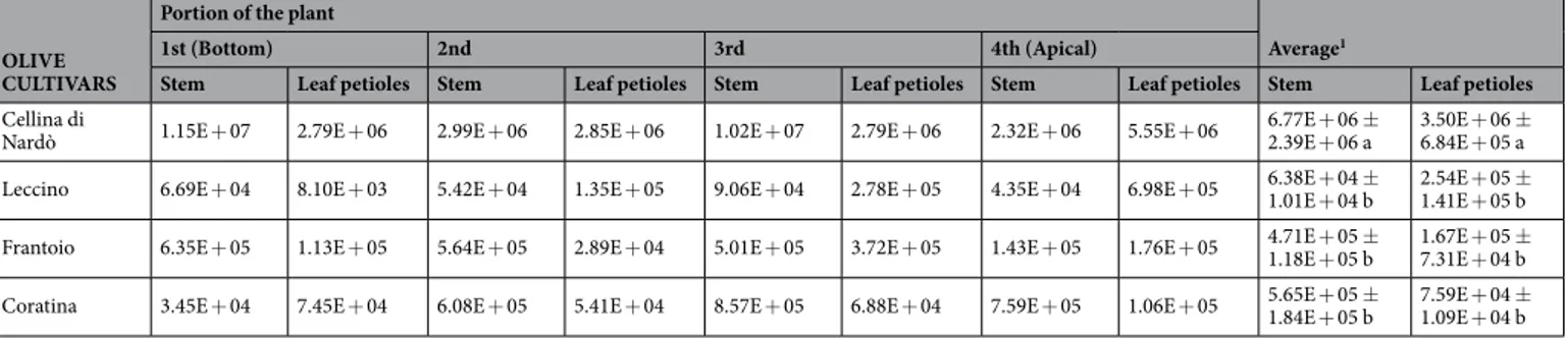 Figure 3.  Stunting and limited desiccation of a X. fastidiosa-inoculated ‘Leccino’ plant