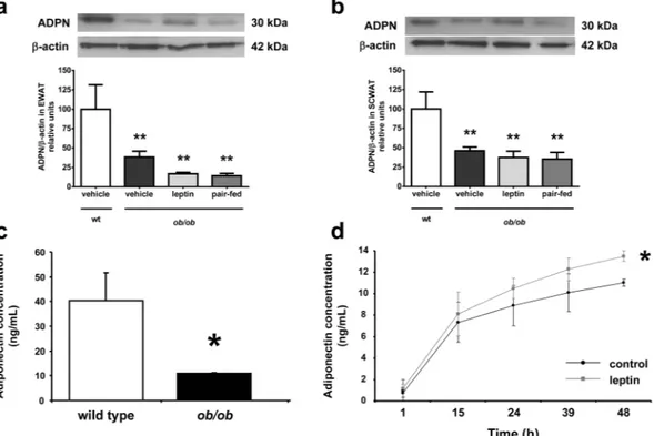 Figure 2.  Protein amount of adiponectin is decreased in white adipose tissue of ob/ob mice and leptin  stimulates its secretion from adipocytes