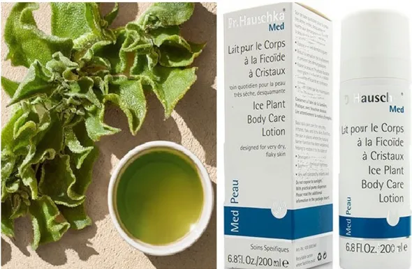 Figure 5. Ice plant leaf extract and body care lotion, an example of several uses of this plant (Dr